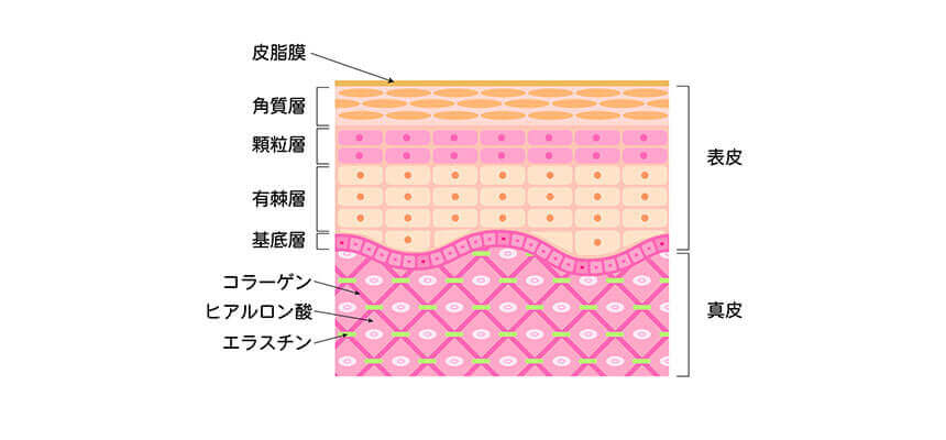 階層に分かれている皮膚の構造